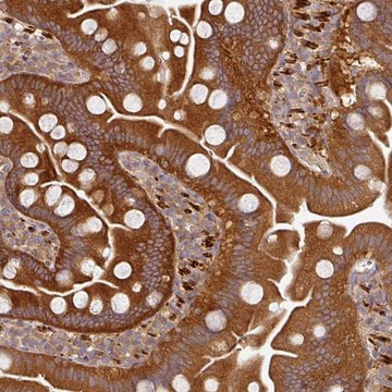 Anti-MAP2K2 antibody produced in rabbit