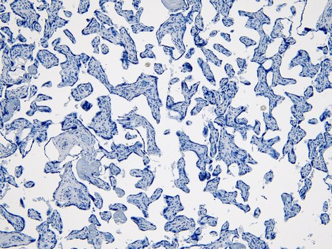 Anti-IDO1 antibody produced in goat