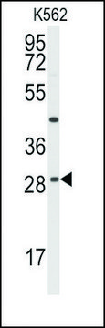 Anti-BCL2L10 (center) antibody produced in