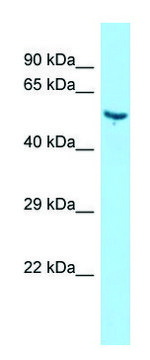 Anti-Vtn antibody produced in rabbit