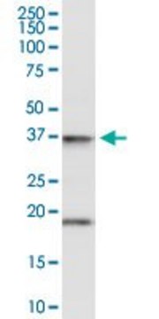 Anti-FAIM3 antibody produced in rabbit