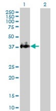 Anti-F3 antibody produced in rabbit