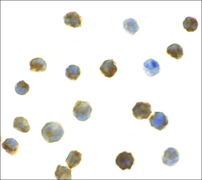 Anti-IRAK2 (ab2) antibody produced in