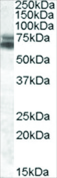 Anti-BMAL1/ARNTL antibody produced in goat