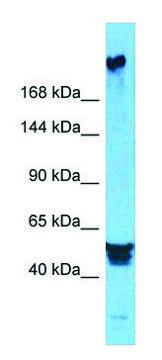 Anti-PREX2 (N-terminal) antibody produced in