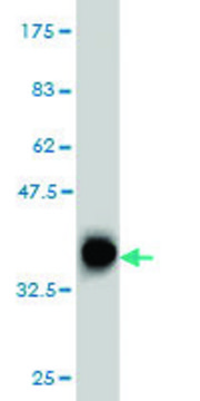 ANTI-PTCH antibody produced in mouse