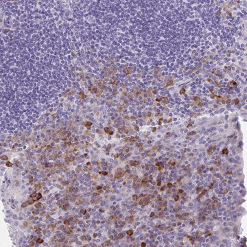 Anti-FASLG antibody produced in rabbit