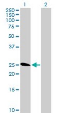 Anti-TNFRSF18 antibody produced in rabbit