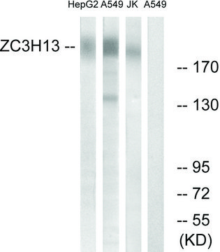Anti-ZC3H13 antibody produced in rabbit