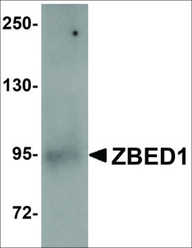 Anti-ZBED1 antibody produced in rabbit