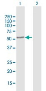 Anti-SAG antibody produced in mouse