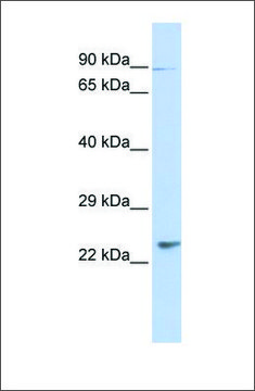 Anti-LRRC51 antibody produced in rabbit