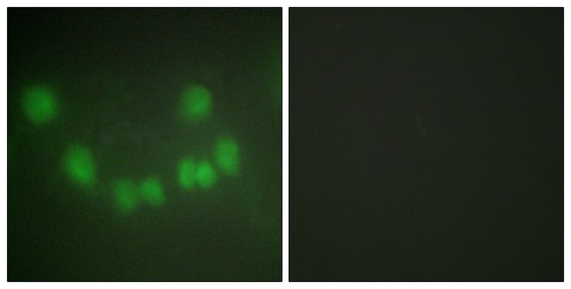 Anti-CDC2 antibody produced in rabbit
