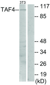 Anti-TAF4, C-Terminal antibody produced in