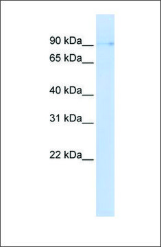 Anti-ZCCHC14 antibody produced in rabbit