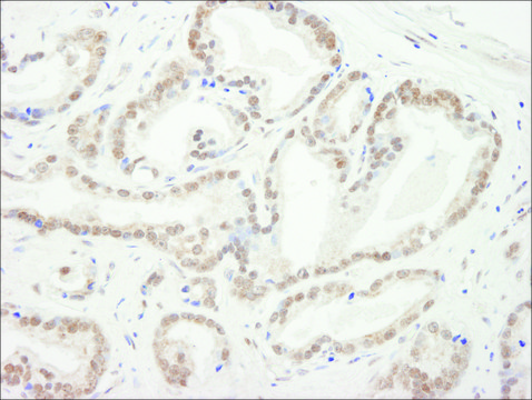 Rabbit anti-CBX5 Antibody, Affinity Purified