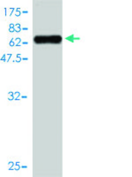 Monoclonal Anti-TMEM115 antibody produced in