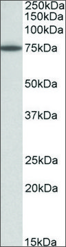 Anti-PAPD5 antibody produced in goat