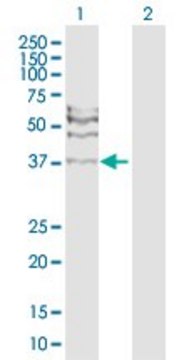 Anti-RAD51C antibody produced in rabbit