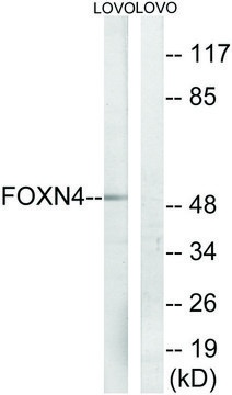 Anti-FOXN4 antibody produced in rabbit