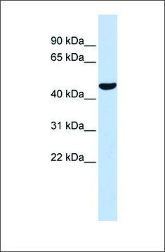 Anti-PTGIS antibody produced in rabbit