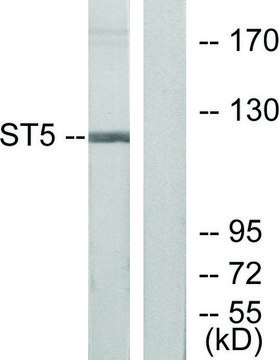 Anti-ST5 antibody produced in rabbit