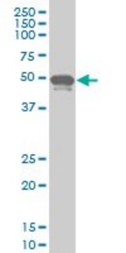 ANTI-PHF1 antibody produced in mouse