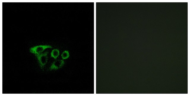 Anti-ATP5L2 antibody produced in rabbit