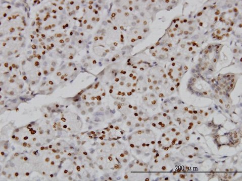 Monoclonal Anti-CMAS antibody produced in