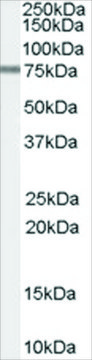 Anti-PDE4D3 antibody produced in goat