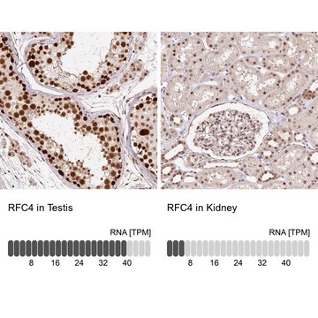 Anti-RFC4 antibody produced in rabbit