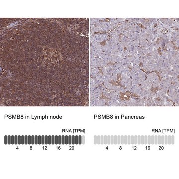 Anti-PSMB8 antibody produced in rabbit