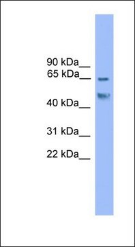 Anti-RUNX2 antibody produced in rabbit