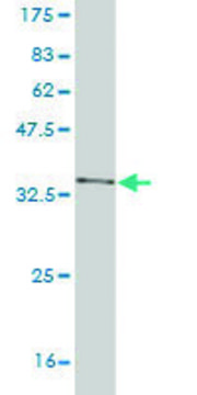 Monoclonal Anti-USP6 antibody produced in