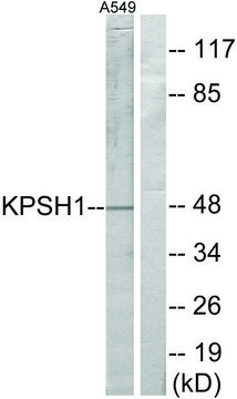 Anti-KPSH1 antibody produced in rabbit