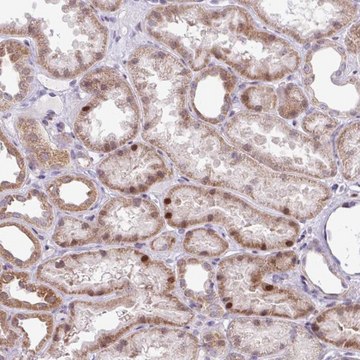 Anti-ZNF354A antibody produced in rabbit