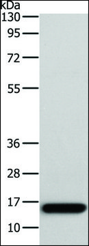 Anti-AP2S1 antibody produced in rabbit