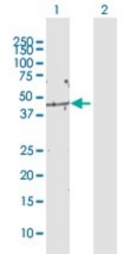 Anti-BXDC2 antibody produced in rabbit