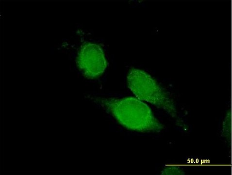 ANTI-NCK1 antibody produced in mouse