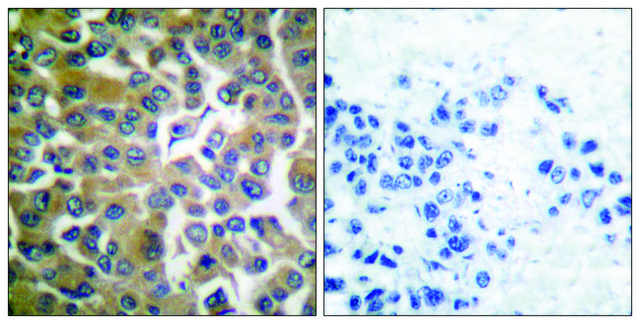 Anti-FAP-1 antibody produced in rabbit