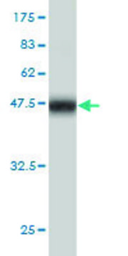 Monoclonal Anti-HECW2 antibody produced in