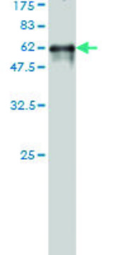 ANTI-FLJ20643 antibody produced in mouse
