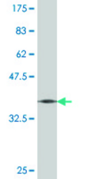 Monoclonal Anti-DCK, (C-terminal) antibody produced