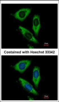 Anti-RPL24 antibody produced in rabbit