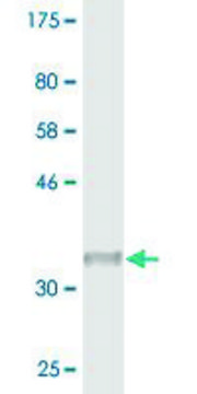 Monoclonal Anti-SNRPG antibody produced in