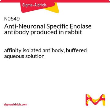 Anti-Neuronal Specific Enolase antibody produced