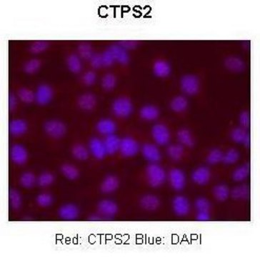 Anti-CTPS2 antibody produced in rabbit