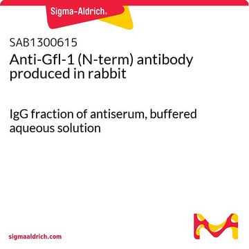 Anti-Gfl-1 (N-term) antibody produced in