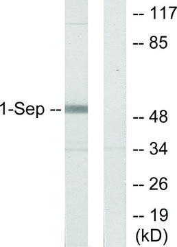 Anti-SEPT1 antibody produced in rabbit