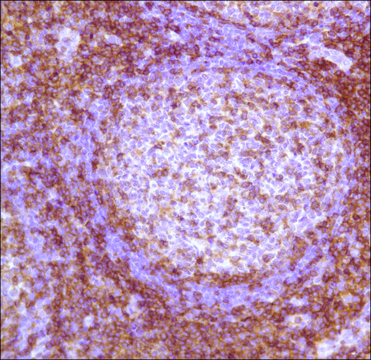 Anti-CD4 antibody, Rabbit monoclonal